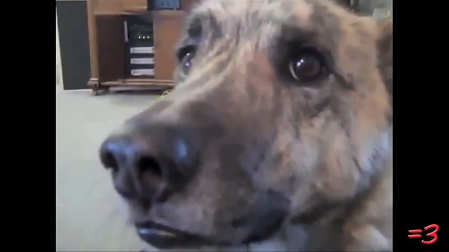 RWJ по версии Кураж Бамбей Говорящий Пёс