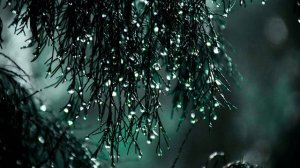 ШУМ ДОЖДЯ В ЛЕСУ ДЛЯ СНА | ГЛУБОКИЙ СОН | ЗВУКИ ДОЖДЯ | ЗВУКИ ПРИРОДЫ | МУЗЫКА ДЛЯ СНА | РЕЛАКСАЦИЯ