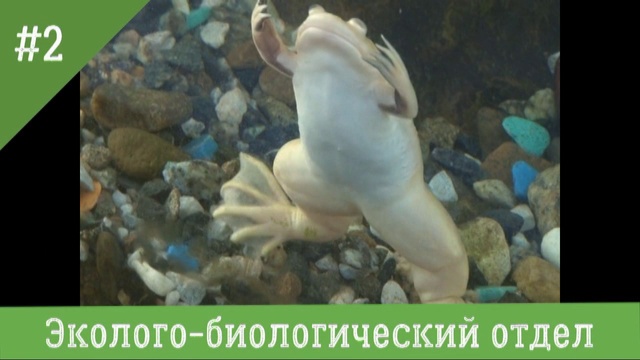 видеоролик о ЦДТ смотреть онлайн