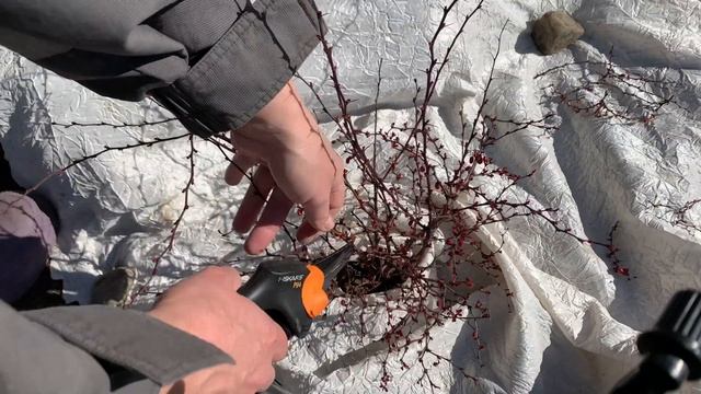 Обрезка барбариса на примере барбариса тунберга. Омоложение куста. смотреть онлайн