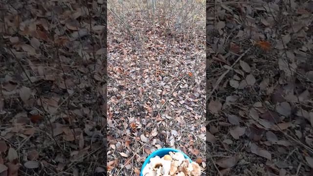 Рядовки или тополевки . смотреть онлайн