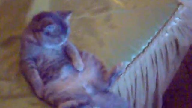 Кошка объелась:) смотреть онлайн