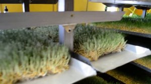 "Злаковый венец" установка для выращивания гидропонного зеленого корма (ГЗК)