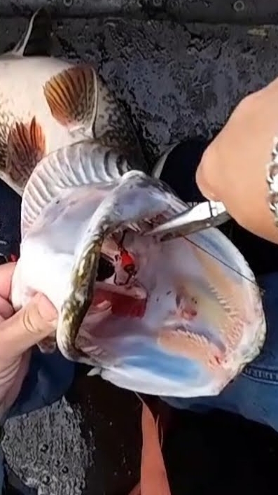 Щука - АКУЛА 6.3 кг на вертушку номер 3 #рыбалка #щука #спининг #fishing #pike #pikefishing смотреть онлайн