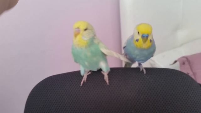 Выставочные волнистые попугаи. Волнистые попугаи Спб. Говорящий волнистый попугай. смотреть онлайн