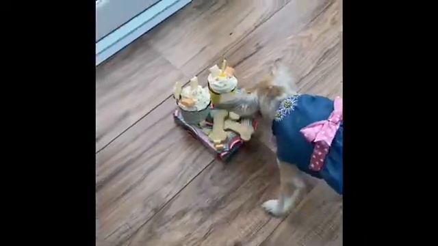Dottie the Chihuahua very excited about her celebration смотреть онлайн