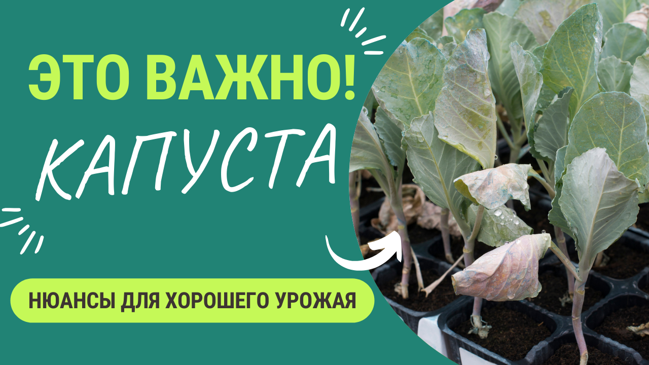 Важные нюансы выращивания капусты смотреть онлайн