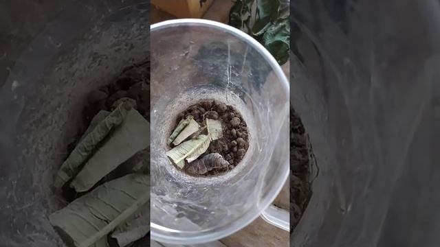 От гусеницы до бабочки. Винный бражник (часть 2) смотреть онлайн