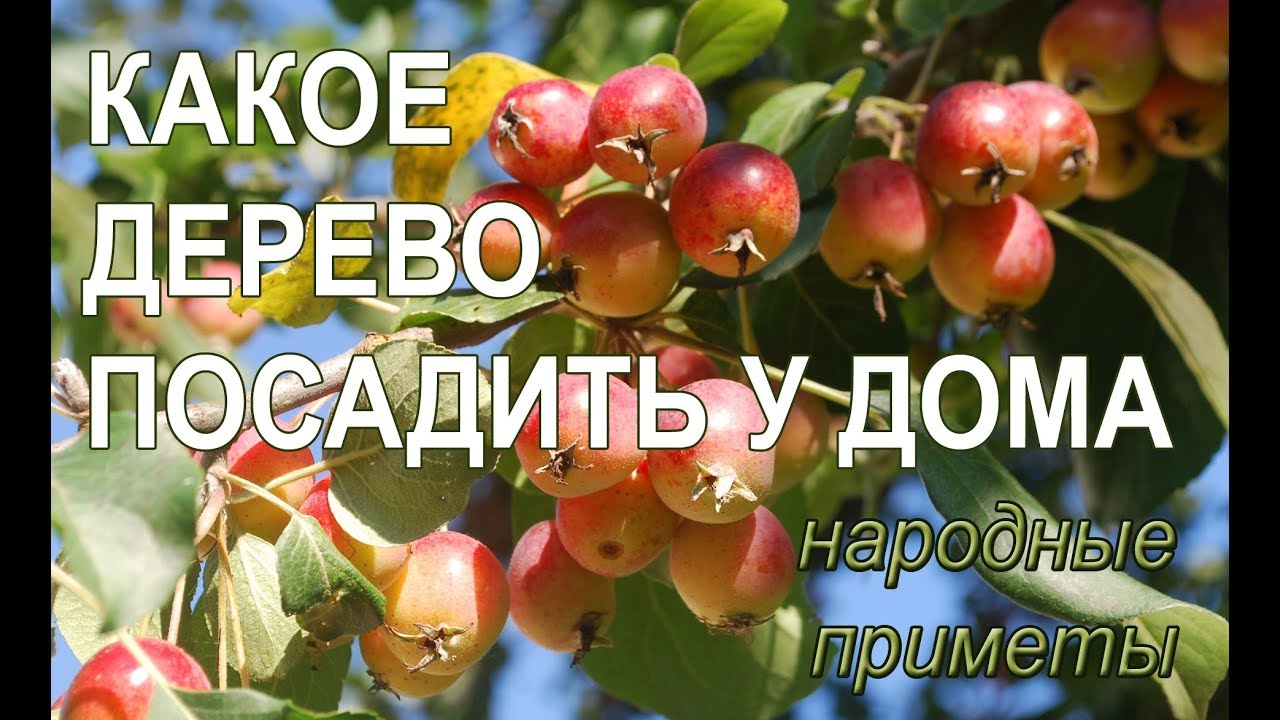 Какое дерево посадить у дома, чтобы в семье был достаток, благополучие и любовь? Народные приметы смотреть онлайн