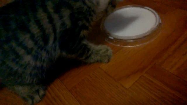 Котенок первый раз пьет молоко смотреть онлайн