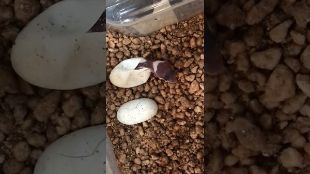 Вылупление Эублефара