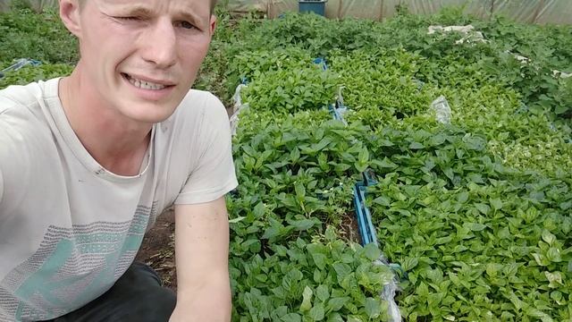 Бізнес на теплицях посадка Болгарського перцю в Теплиці... підготовка до висадки