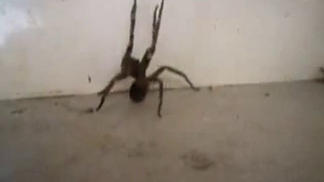 Phoneutria nigriventer posizione e danza pre-attacco смотреть онлайн