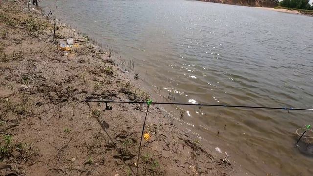 Ловля САЗАНА на Ахтубе.Много крупного КАРАСЯ на донку.Часть 2 продолжение. смотреть онлайн