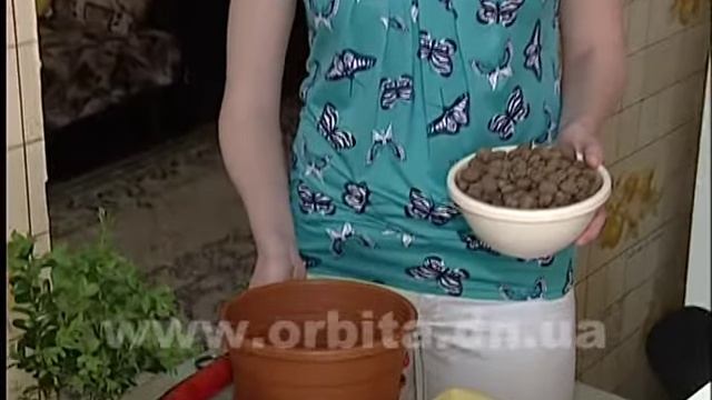 Мини-сад в горшке смотреть онлайн