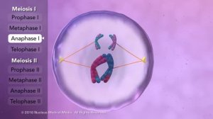 Мейоз (редукционное деление)