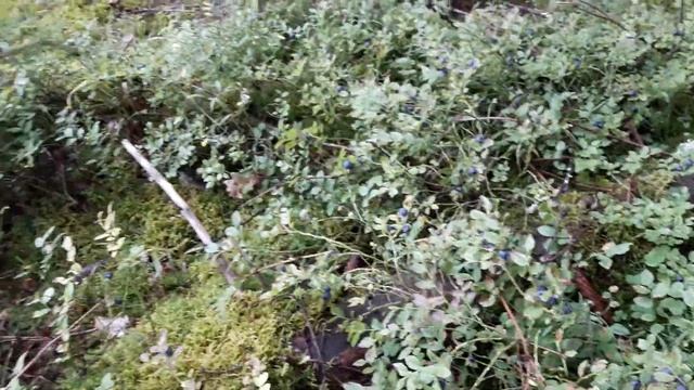 Черника в лесу смотреть онлайн