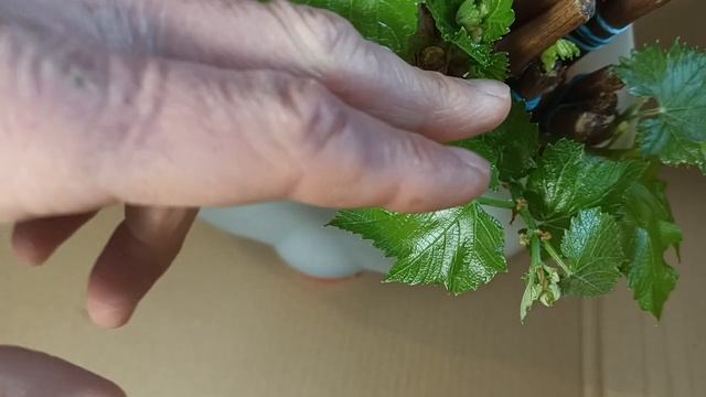 Часть 4 . Итог эксперимента по использованию стимуляторов корнеобразования Клонекса и Радигрина. смотреть онлайн