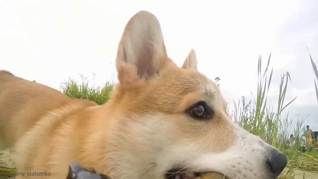 Собака украла камеру смотреть онлайн