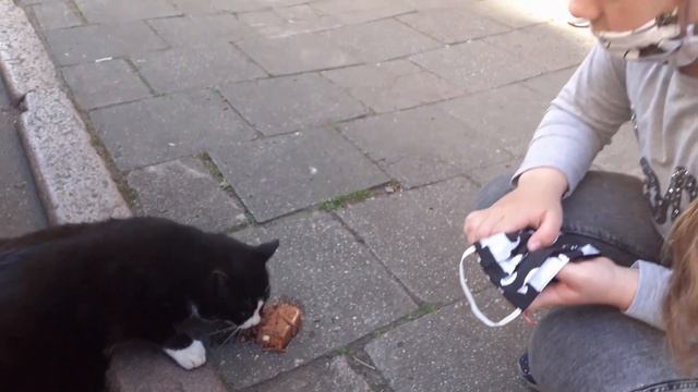 ЩЕЦИНСКИЙ КОТ GACEK. УЛИЧНЫЙ КОТ В ЩЕЦИНЕ. БЕЗДОМНЫЙ КОТ ЗВЕЗДА. КОТ В ЦЕНТРЕ ГОРОДА #FamilyMinka смотреть онлайн