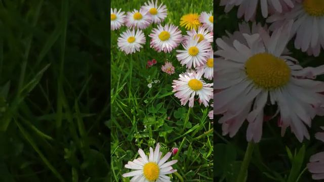 маргаритки смотреть онлайн