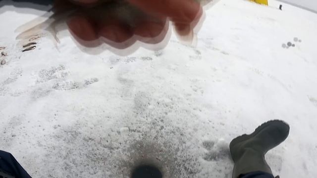 ОНА РАЗРЫВАЕТ ЭТУ НАСАДКУ ! КРУПНАЯ ПЛОТВА В ГЛУХОЗИМЬЕ КЛЮЁТ ! Зимняя рыбалка 2022 смотреть онлайн