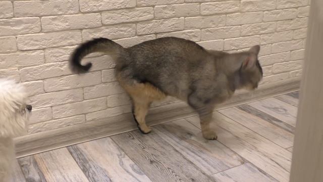 СЛАДУНЯ ЗАБОЛЕЛ ПУКАМИ, ЧТОБЫ ПРОГУЛЯТЬ КОНТРОЛЬНУЮ РАБОТУ смотреть онлайн