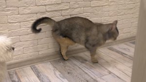 СЛАДУНЯ ЗАБОЛЕЛ ПУКАМИ, ЧТОБЫ ПРОГУЛЯТЬ КОНТРОЛЬНУЮ РАБОТУ