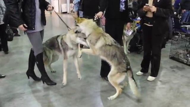 Чехословацкая волчья собака 2 смотреть онлайн