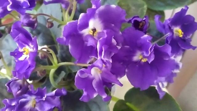 фиолетовые фиалки с белым центром смотреть онлайн