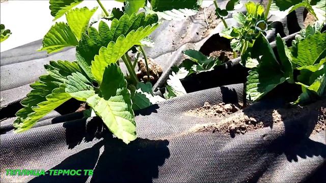 КРОТЫ ПЕРЕРЫЛИ КЛУБНИКУ?//ОХОТА НА КРОТОВ смотреть онлайн