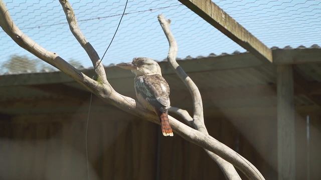 Эму гопники. Все австралийские зверушки в одном месте. Phillip Island WIldlife Park смотреть онлайн