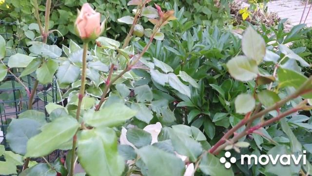 Rose Abraham Darby, description of the variety.Роза Абрахам Дерби, описание сорта. смотреть онлайн