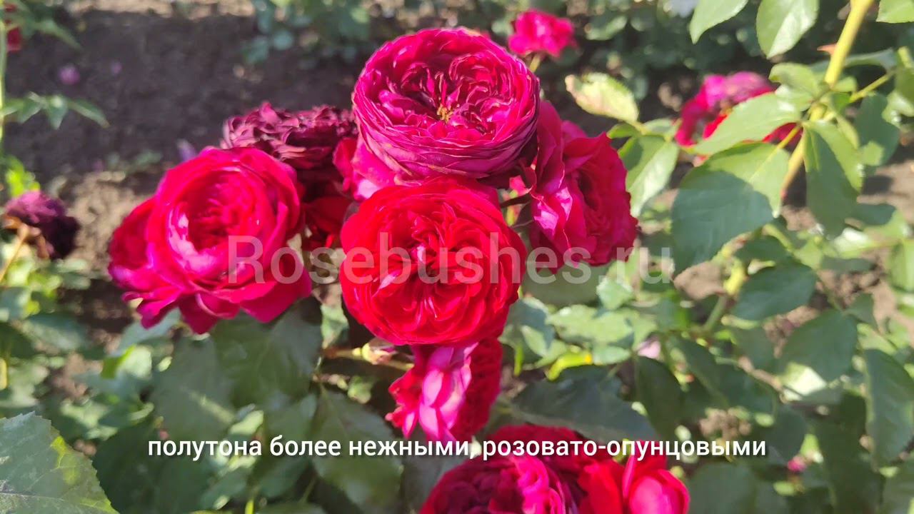 ШИКАРНЫЕ РОЗЫ ДЛЯ ВАШЕГО САДА rosebushes.ru ♥️ Ред / Леонардо да Винчи и Мария Терезия смотреть онлайн