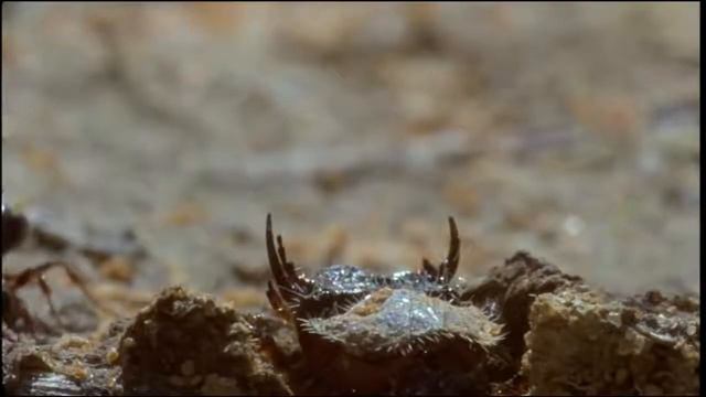 Топ 5 животных которые обманывают!!!!! смотреть онлайн