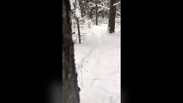 [VLOG 1] - LINDA. Я и моя Швейцарская овчарка - Линда.