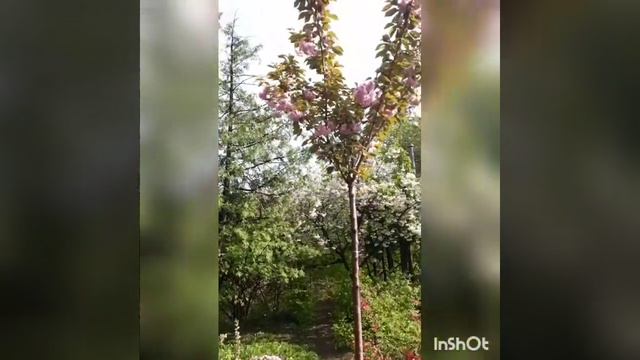 Невероятные магнолии Киева! смотреть онлайн