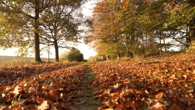 Мужчина остановил церемонию венчания, а едва заглянув невесте под платье, не поверил глазам... смотреть онлайн