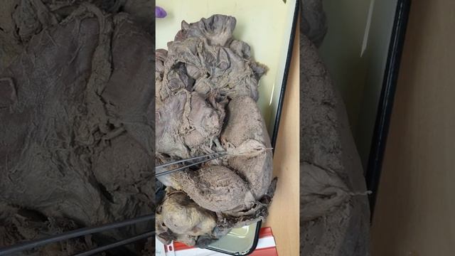 Печень ч.3 Соколова Е А