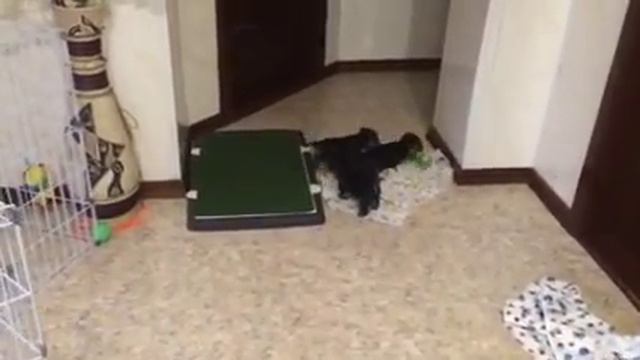 Щенки Йорка смотреть онлайн