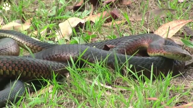 15 Snakes Attacking And Destroying Their Prey смотреть онлайн