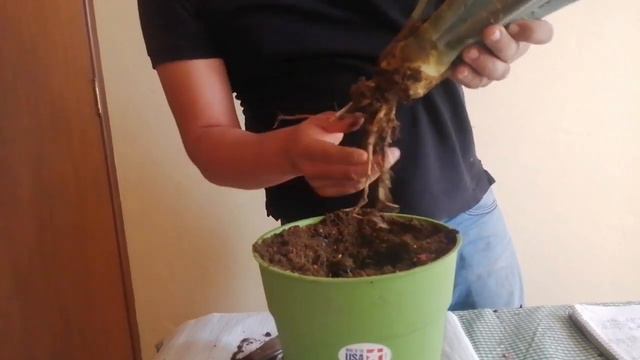 PARTES DE UN AGAVE, MAGUEY ESPADIN - OAXACA. смотреть онлайн
