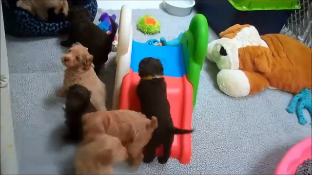 Sunday Funday for Libby and Dugan's 5 Week Old Puppies! смотреть онлайн