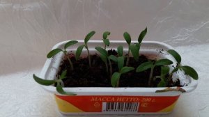Влияние новолуния и полнолуния на всходы растений. Рост и урожайность