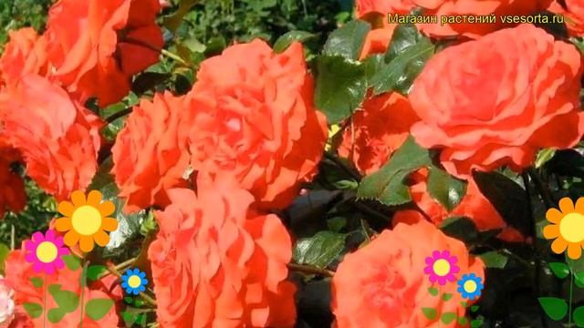 Роза плетистая Салита. Краткий обзор, описание характеристик, где купить саженцы Salita смотреть онлайн