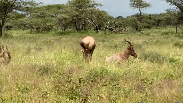 САФАРИ / парк Серенгети в Танзании смотреть онлайн