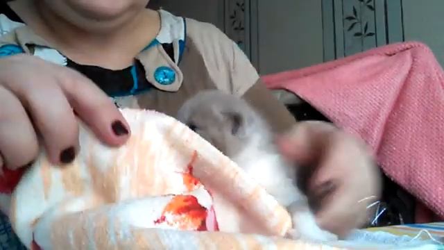 Как правильно прикармливать котят. Или первый прикорм котенка смотреть онлайн