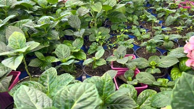 Продолжаем обзор теплицы с гортензиями на 11.09.2 в 1 теплица и хранилище.