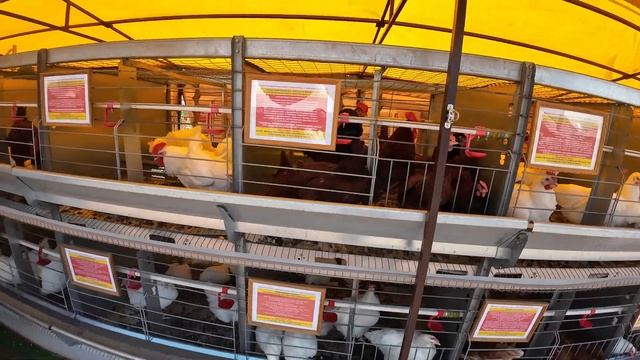 Выставка в Беларуси -БЕЛАГРО 2023год. смотреть онлайн