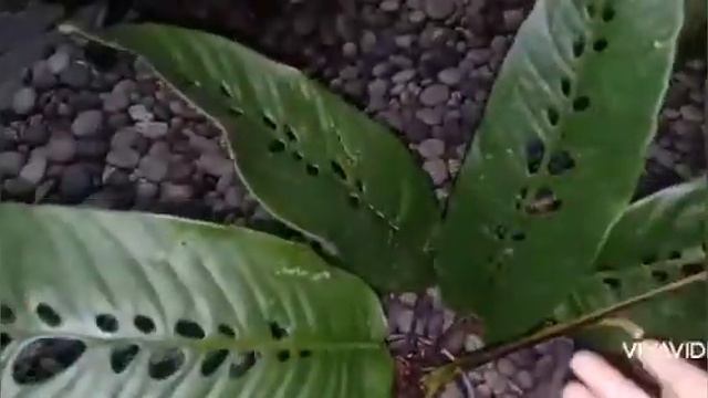 Monstera Philodophora FORAMINIFERA Philodendron Indonesia @ +6285.724.265.515 Alamendah. Farm. смотреть онлайн